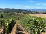 Lenne vineyard views&nbsp;(4)