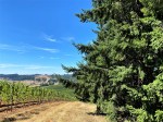 Lenne vineyard views (5)
