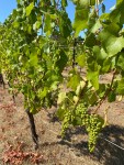 Youngberg Hill Vineyards&nbsp;(3)