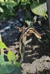 Florida 2022 Gekko&nbsp;(2)