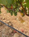 Grapes and Vines of Utopia Vineyard&nbsp;(1)