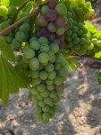 Grapes and Vines of Utopia Vineyard&nbsp;(3)