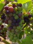 Grapes and Vines of Utopia Vineyard&nbsp;(4)