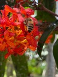 Florida 2022 – bees&nbsp;(1)