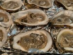 Oysters (2)