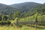Early Mountain Vineyard