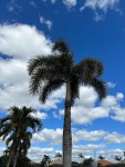 Florida 2023 palm trees&nbsp;(2)