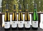 Riesling tasting (3)
